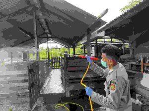 Karantina Papua Selatan dan Dinas P2KP Provinsi Papua Selatan Lakukan Penyemprotan Kandang Babi