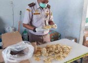 Karantina Papua Selatan Tahan Gelembung Ikan Tak Berdokumen