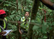 Data Hutan Tanpa Batas: FAO Luncurkan National Forest Inventory Learning Journey untuk Memperkuat Data Hutan di Asia dan Pasifik