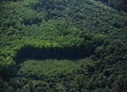 Deforestasi global melambat, tetapi hutan masih tetap terancam, menurut laporan FAO* Global Forest Resources Assessment memberikan analisis terperinci untuk 236 negara dan wilayah.