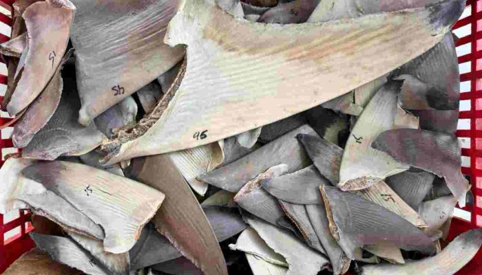 Bebas HPIK, Sirip Ikan Hiu Diterbitkan Sertifikat Kesehatan