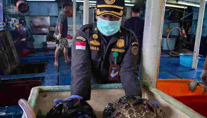 Ekspor Ikan Natuna Tembus 1,2 Miliar Rupiah, Karantina Kepri : Semua Dalam Keadaan Sehat