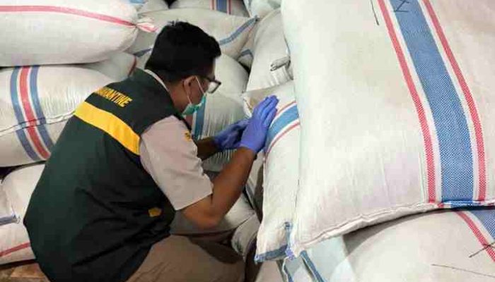 Bebas OPTK, 188,7 Ton Cengkih Asal Natuna Berlayar ke Semarang